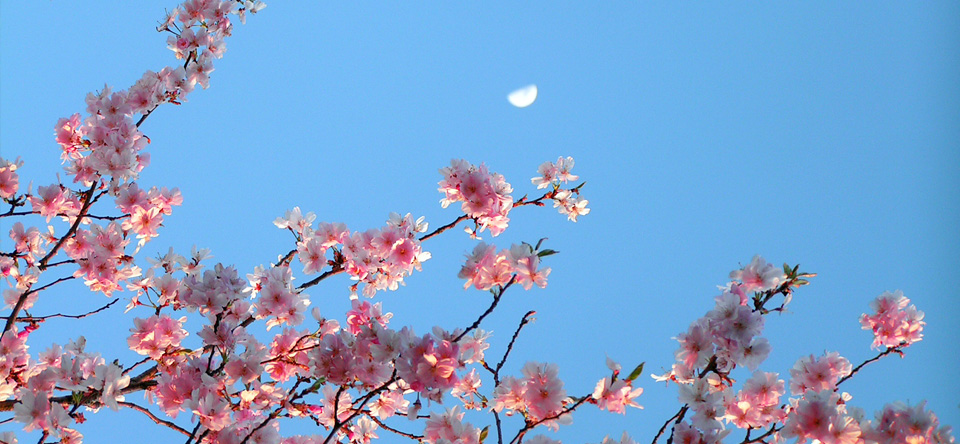 Kirschblüten im Mond