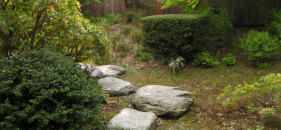 Kiefer im Japangarten